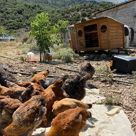 Miri Farm * Vlore
